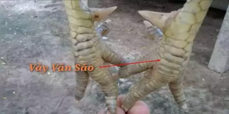 Vảy Vấn Sáo